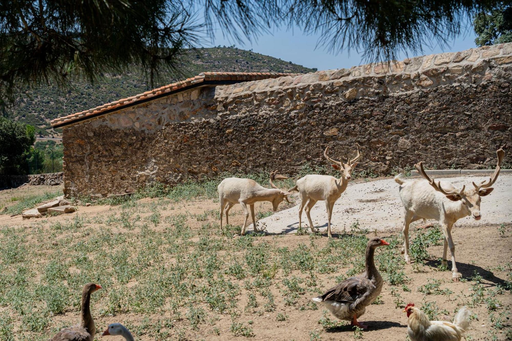 Casa Rural Los Olivos De Robledo De Chavela La Estacion エクステリア 写真